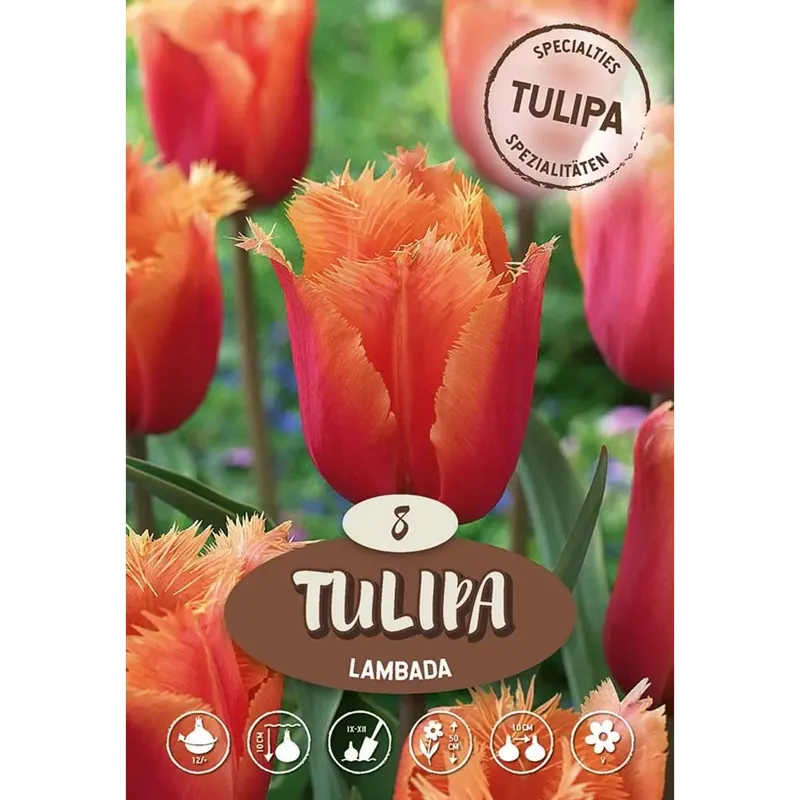 Tulipano Lambada Alleen Vandaag