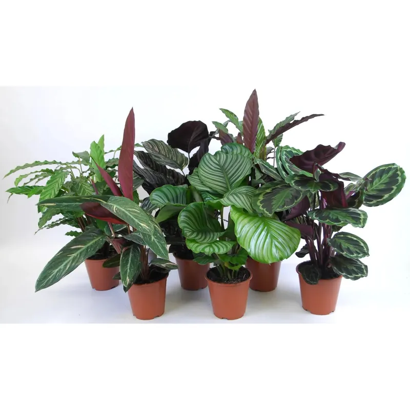 Calathea vaso Ø 19 cm Must-Have