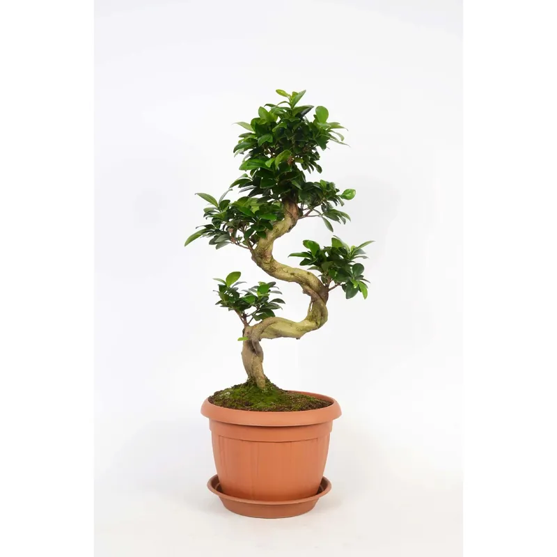 Bonsai "Ficus Ginseng" Vaso-Ø ca. 25 cm Actieprijs