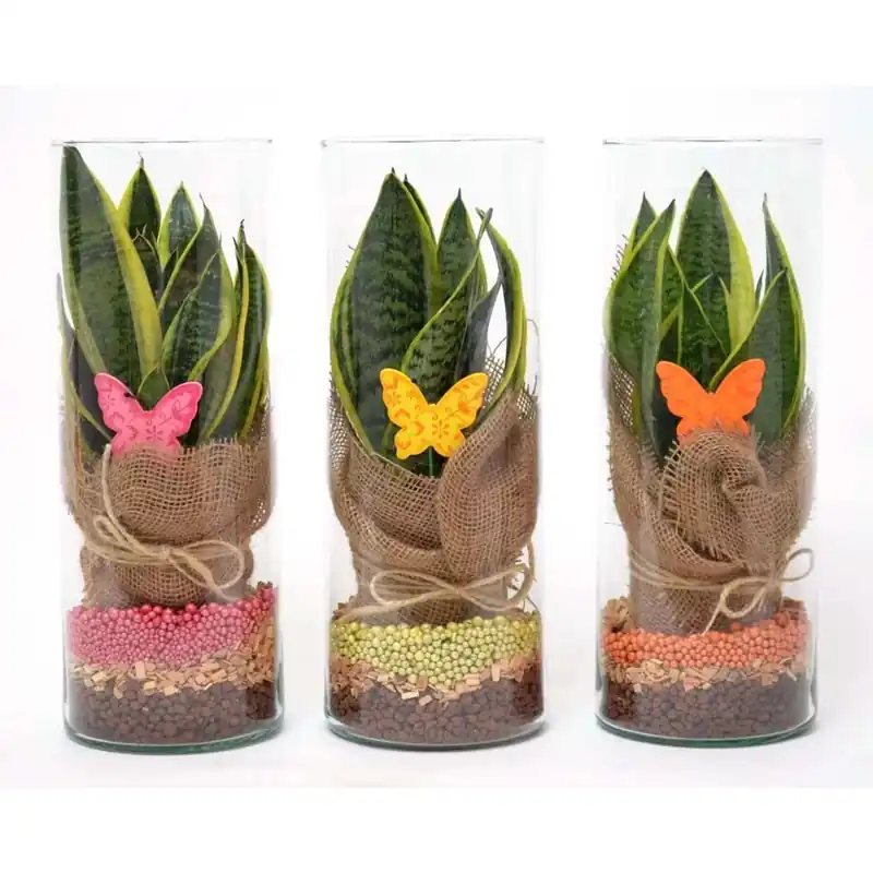 Finale Uitverkoop Composizione sanseveria c/juta vaso vetro