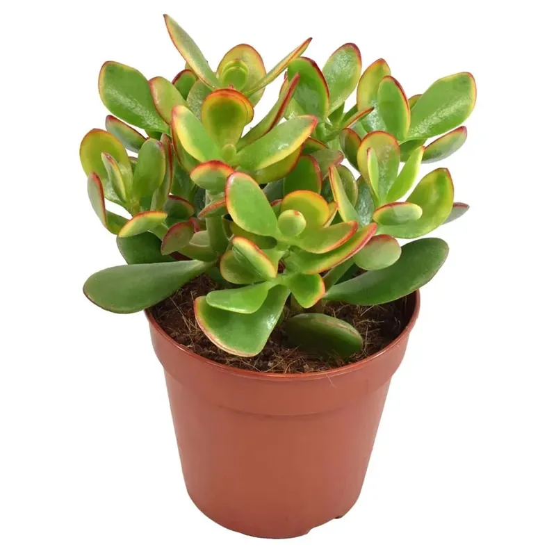 Nieuw Crassula Ovata vaso 12 cm