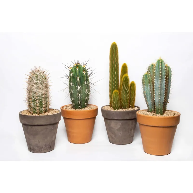 Cactus colonnari Ø 17 cm Populair