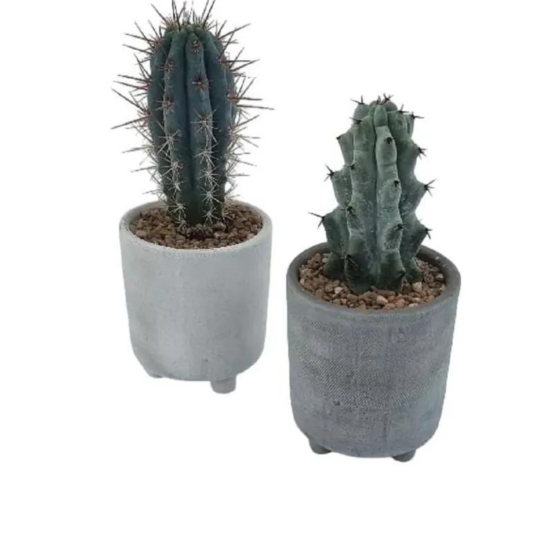 Speciale Aanbieding Cactus colonnari vaso eleganza Ø 11 cm