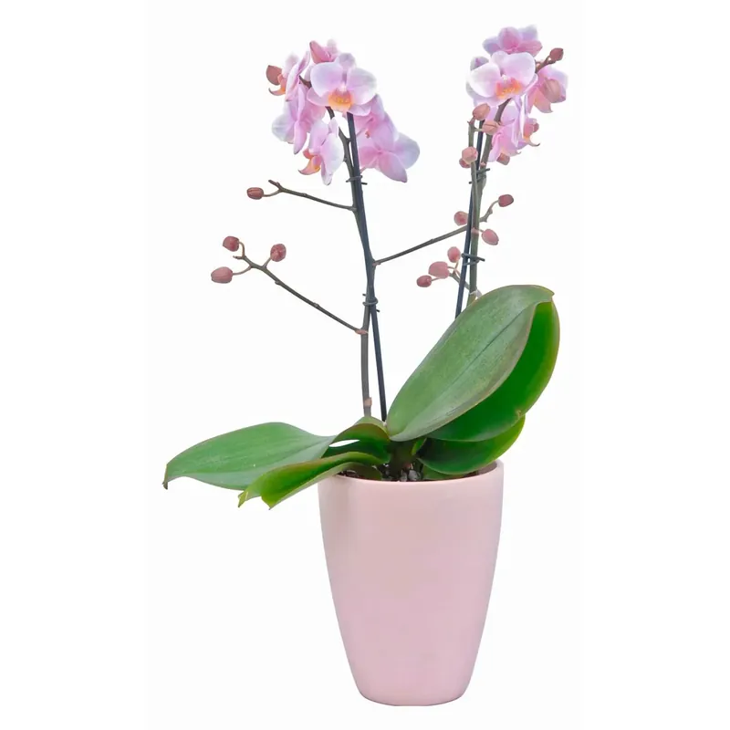 Orchidea Phalaenopsis multiflora "Amaglad" 2 rami rosa Betaalbaar