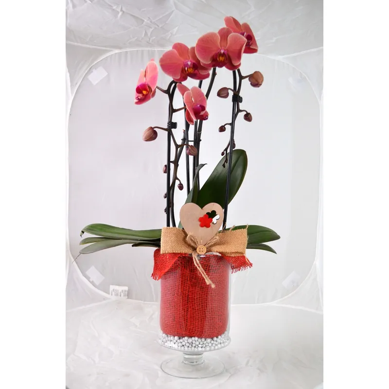 Composizione Phalenopsis clessidra vetro Finale Uitverkoop