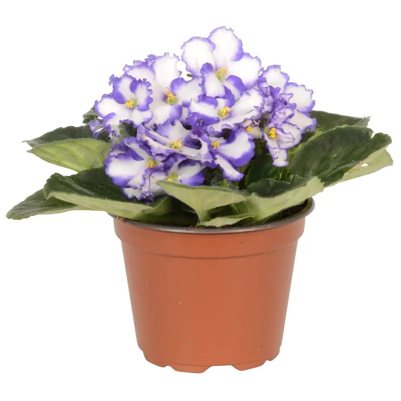 Rechtstreeks Van De Fabrikant Violetta africana Blu Bianco vaso ca. Ø 12 cm Saintpaulia