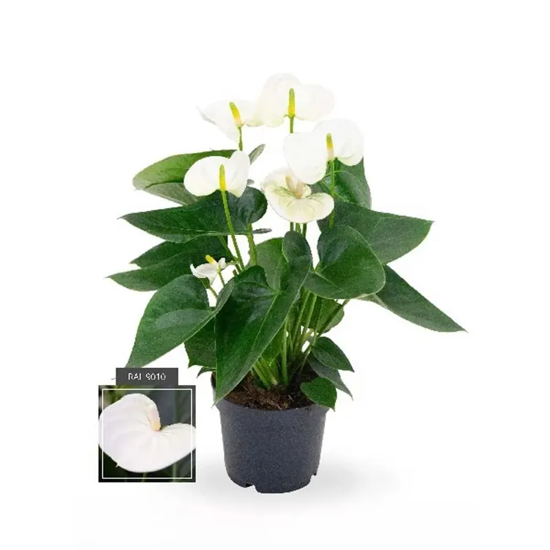 Anthurium Sierra White con vaso 12 cm Lage Kosten