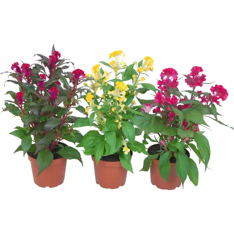 Nieuw Celosia argentea mix vaso Ø 12 cm
