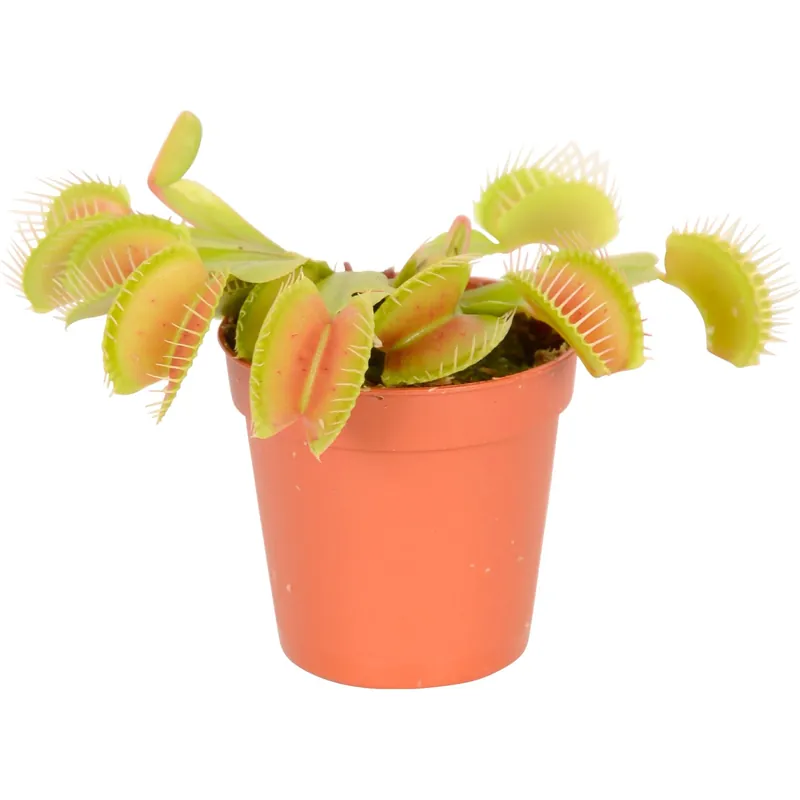 Venere acchiappamosche Ø 9 cm Op = Op