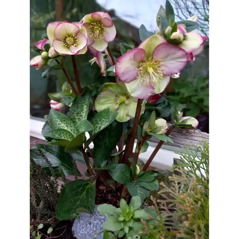 Koop Online Helleborus Frostkiss Bicolor Vaso 15 cm
