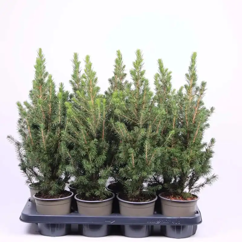 Picea glauca conica Vaso 13 cm Beperkte Voorraad