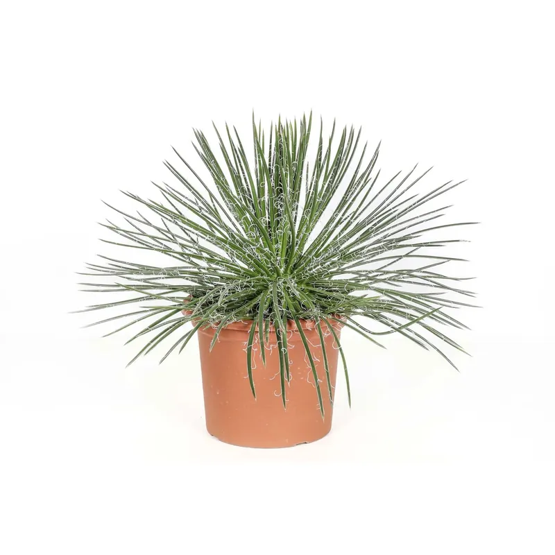 Aanbieding Agave geminiflora Piante grasse vaso Ø 25 cm
