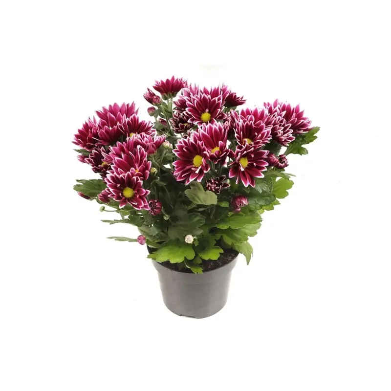 Chrysanthemum 3Ra Ciao Vaso 12 cm Exclusieve Aanbieding
