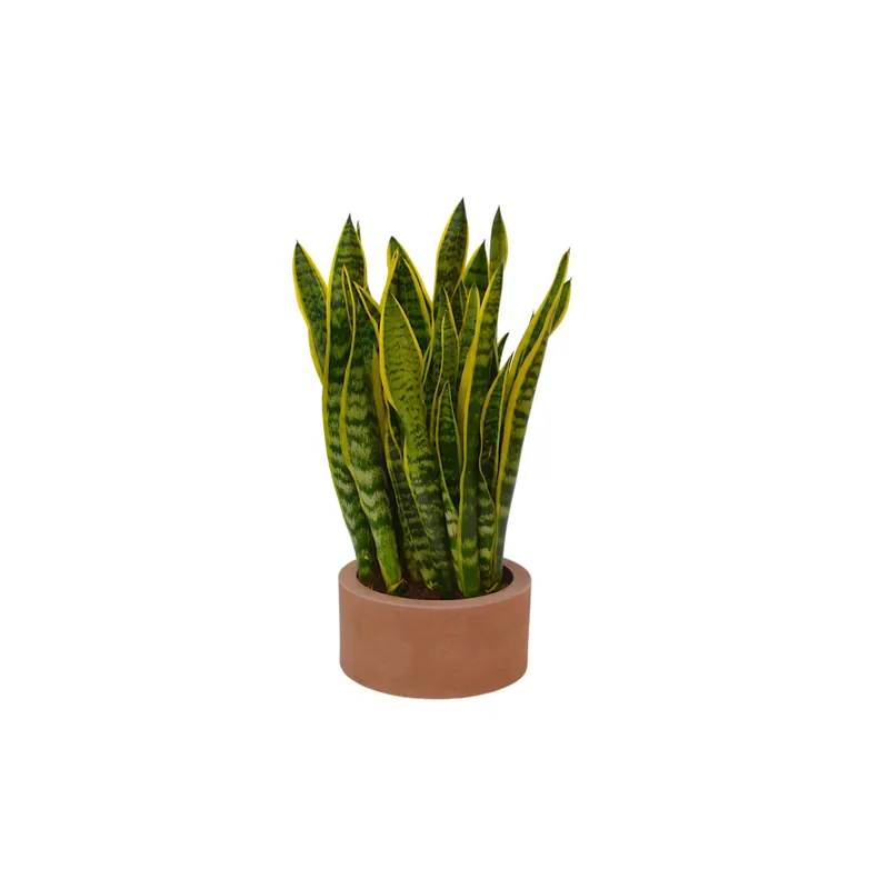 Sanseveria in ciotola vaso Ø 23 cm Bestel Nu