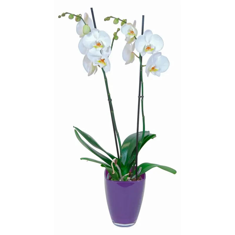 Bestel Nu Orchidea Phalaenopsis bianca 2 rami vaso di vetro lilla