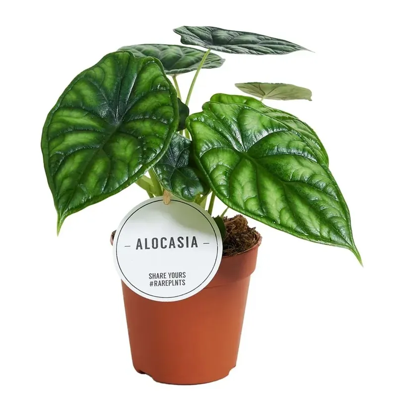 Alocasia Dragon Scale vaso 12 cm Direct Beschikbaar