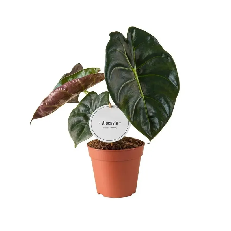 Lage Kosten Alocasia Golden Bone vaso 12 cm