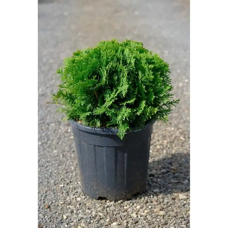 Fabrieksprijs Thuja occidentalis `Danicà