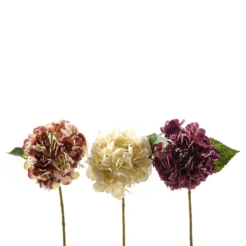 Koop Vandaag Scabiosa finta 45 cm assortito