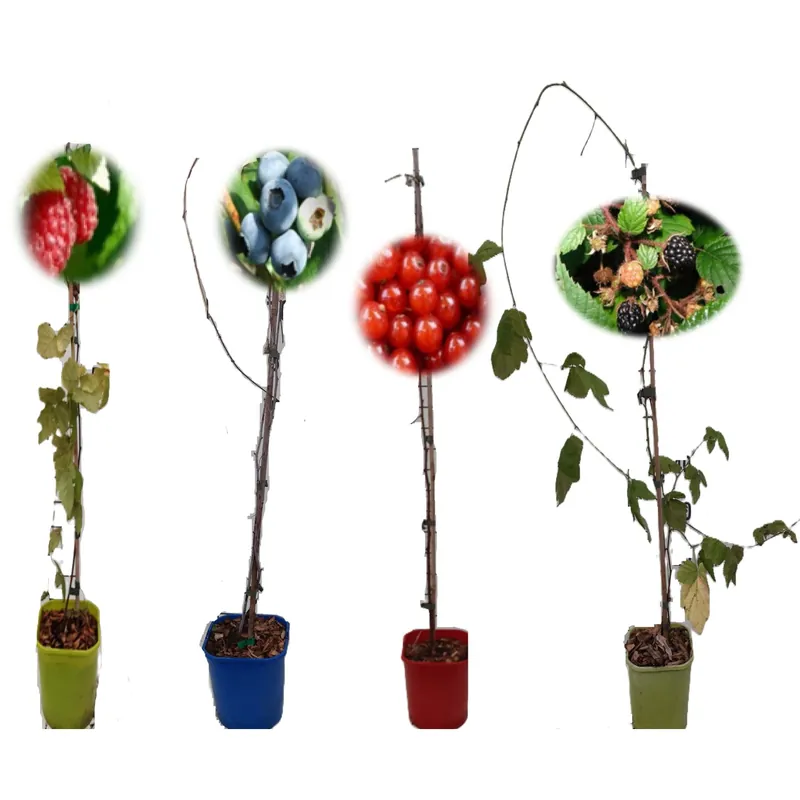 Frutti di bosco mix vaso 15 cm Must-Have
