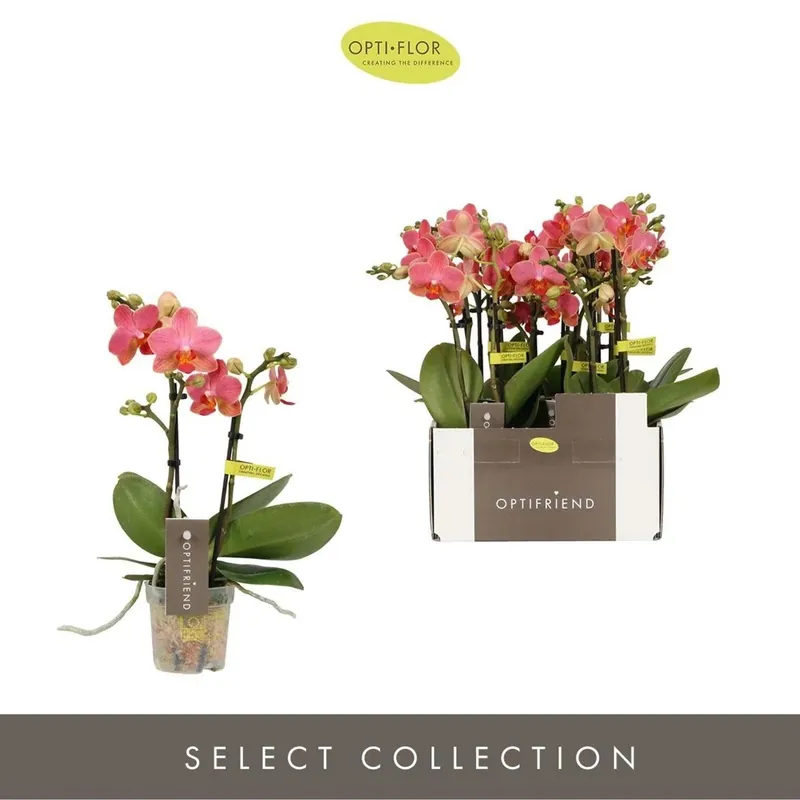 Bestel Nu Phalenopsis Arancione Vaso 7 cm