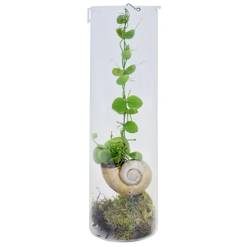 Meest Verkocht Dischidia "Snaily" in vetro Ø 10,5 cm