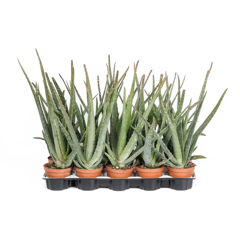 Aloe vera Piante grasse vaso Ø 10 cm Lage Kosten
