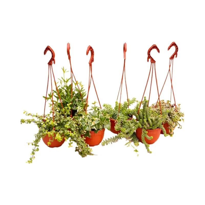 Piante grasse succulente ricadenti in Basket vaso Ø 14 cm Lage Kosten