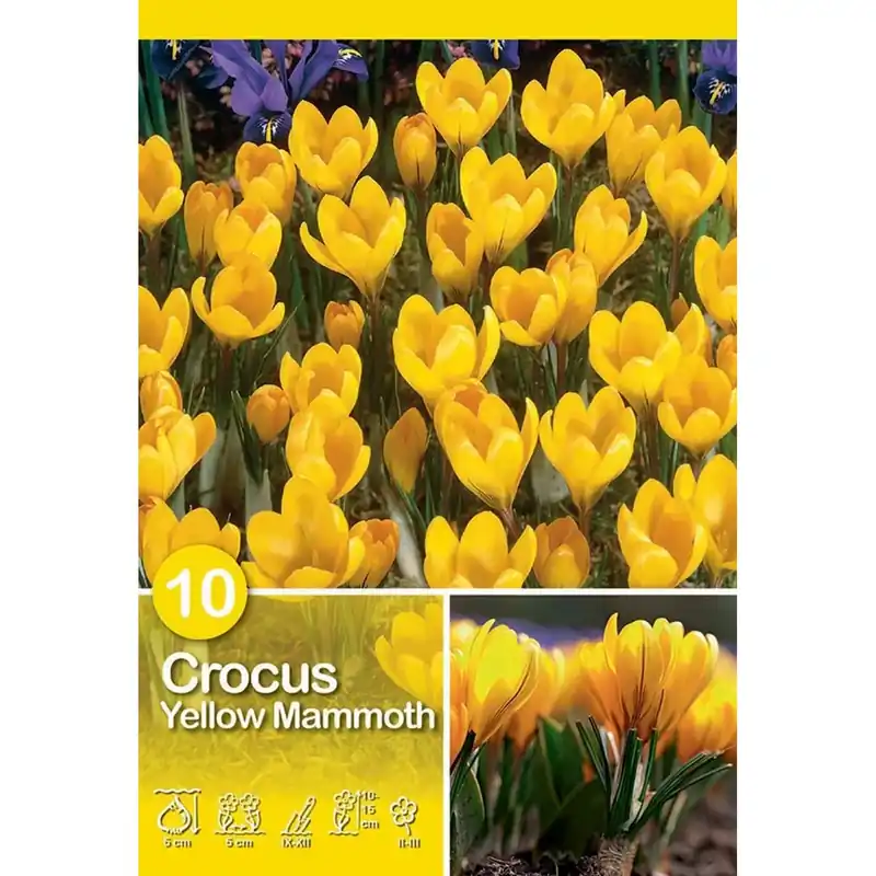 Goedkoop Crocus Grand Yellow 10 pz