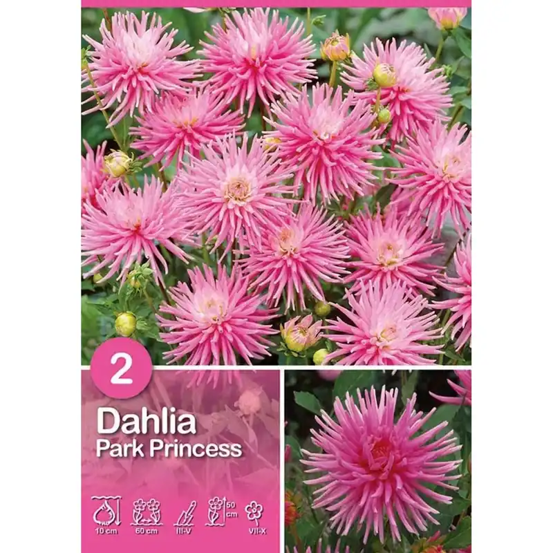 Alleen Vandaag Dalia "Park Princess"