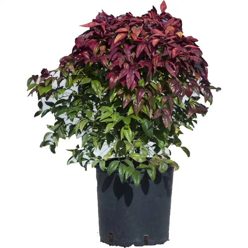 Fabrieksprijs Nandina domestica Fire Power cespuglio h 25/30 cm