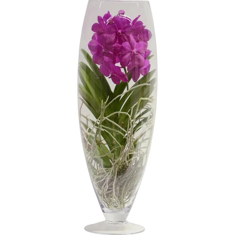 Orchidea Vanda Fiori grandi Mix 1 stelo in vaso di vetro Express Levering
