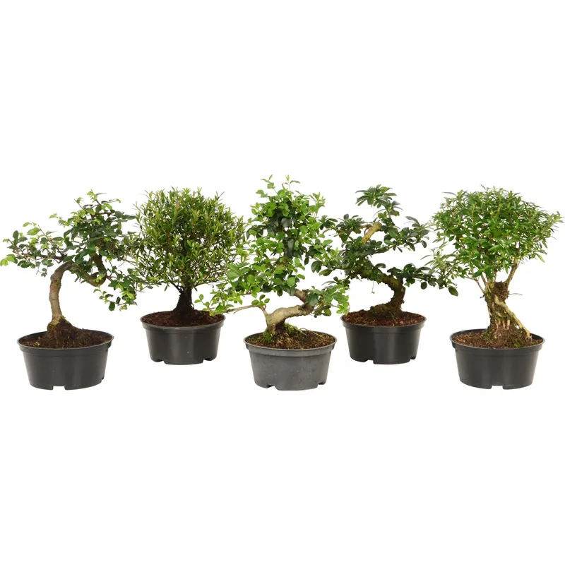 Op = Op Bonsai diverse specie vaso Ø 14 cm
