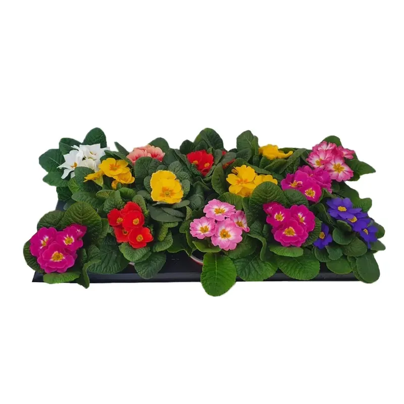 Betrouwbaar Primula Aucalis vaso Ø 9 cm