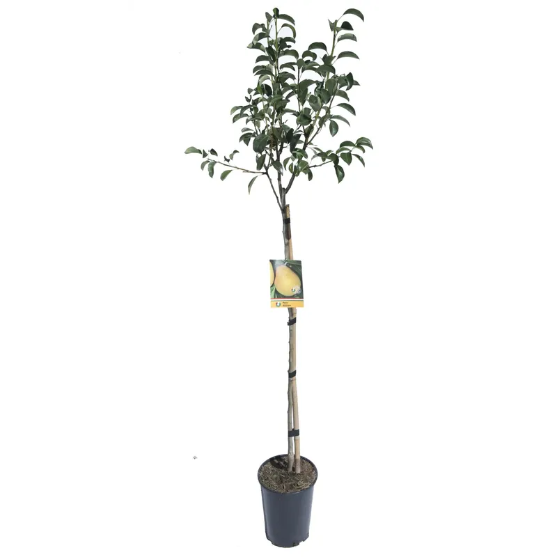 Albero da frutto Pero vaso 6 l Tijdelijk Beschikbaar