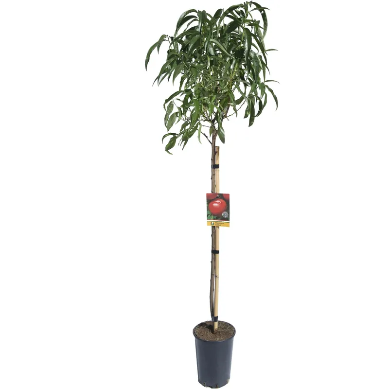 Betaalbaar Albero da frutto Pesco noce vaso 6 l