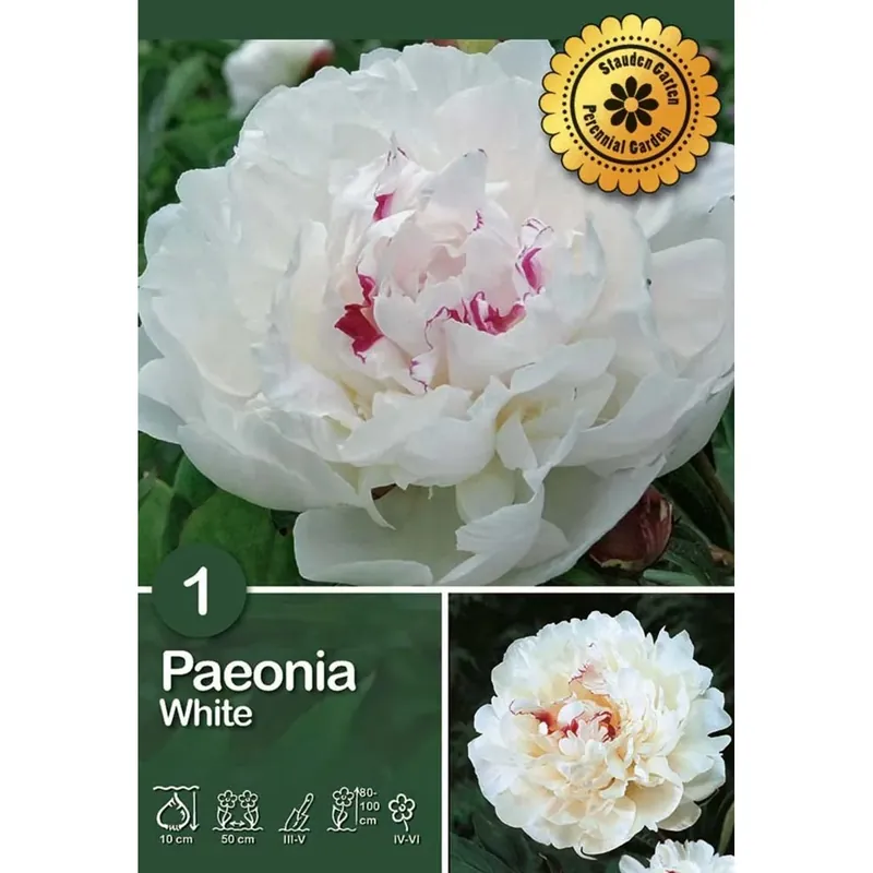 Express Levering Peonia "White"