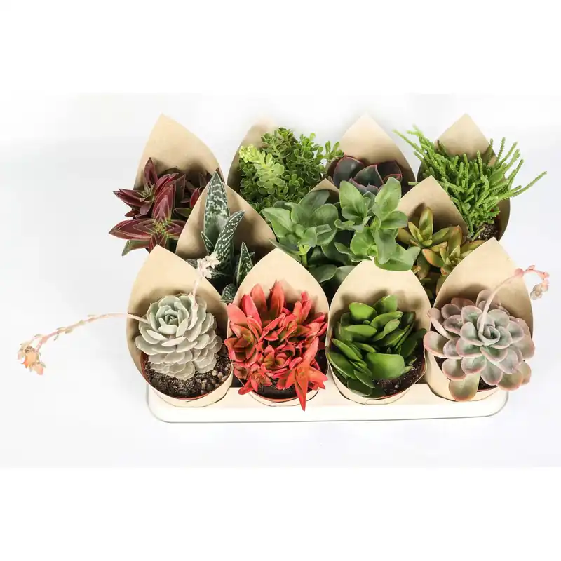 Aanbieding Piante grasse succulente Mix con Cover vaso Ø 10,5 cm