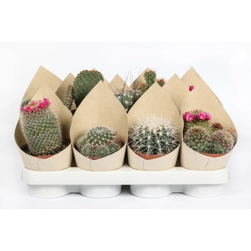 Laatste Versie Cactus Mix con Cover vaso Ø 10,5 cm