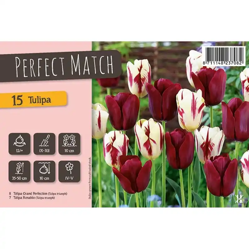 Exclusieve Aanbieding Bulbi di Tulipano Perfect Match 15 pz