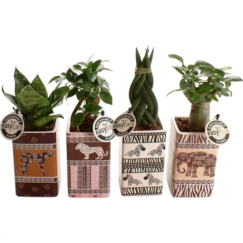 Gereduceerde Prijs Pianta verde in ceramica Safari vaso Ø 7 cm