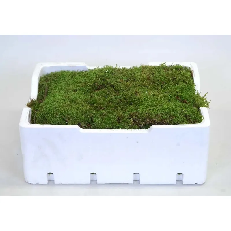 Beperkte Voorraad Platmos Styropor Vaso 30 cm