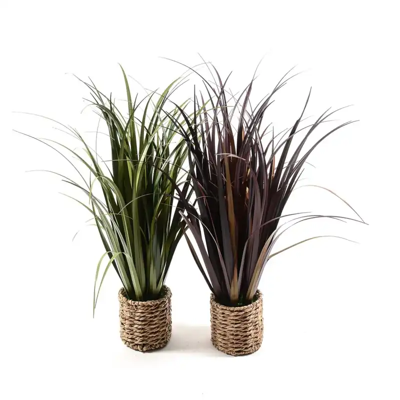 Nu Kopen Festuca in Vaso Ø16xH91cm colori assortiti