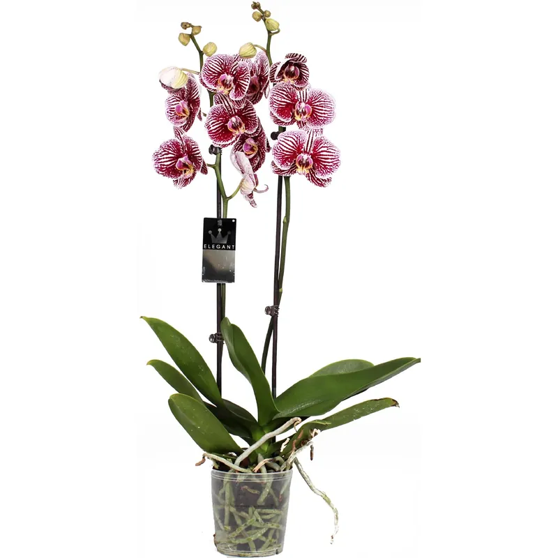 Orchidea Phalaenopsis 2 steli Black Stripe rosa e giallo vaso Ø 12 cm Aanbieding