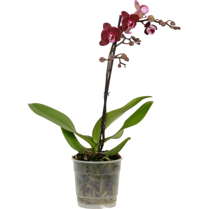 Orchidea Phalaenopsis vaso Ø 12 cm Seizoensaanbieding