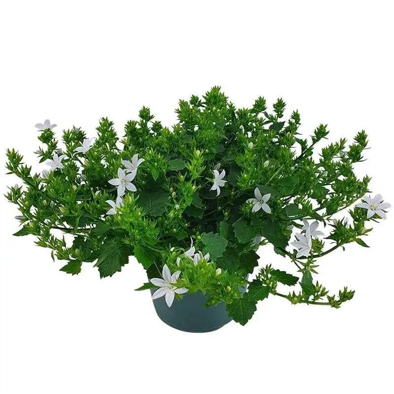 Campanula Adansa Viola vaso 14 cm Nu Kopen