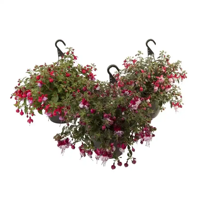 Fuchsiavasoda Append.Mix Vaso 21 cm Hoge Kwaliteit