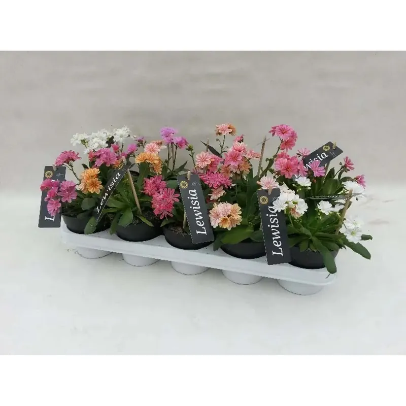 Lewisia Cotyledon vaso 12 cm Beperkte Voorraad