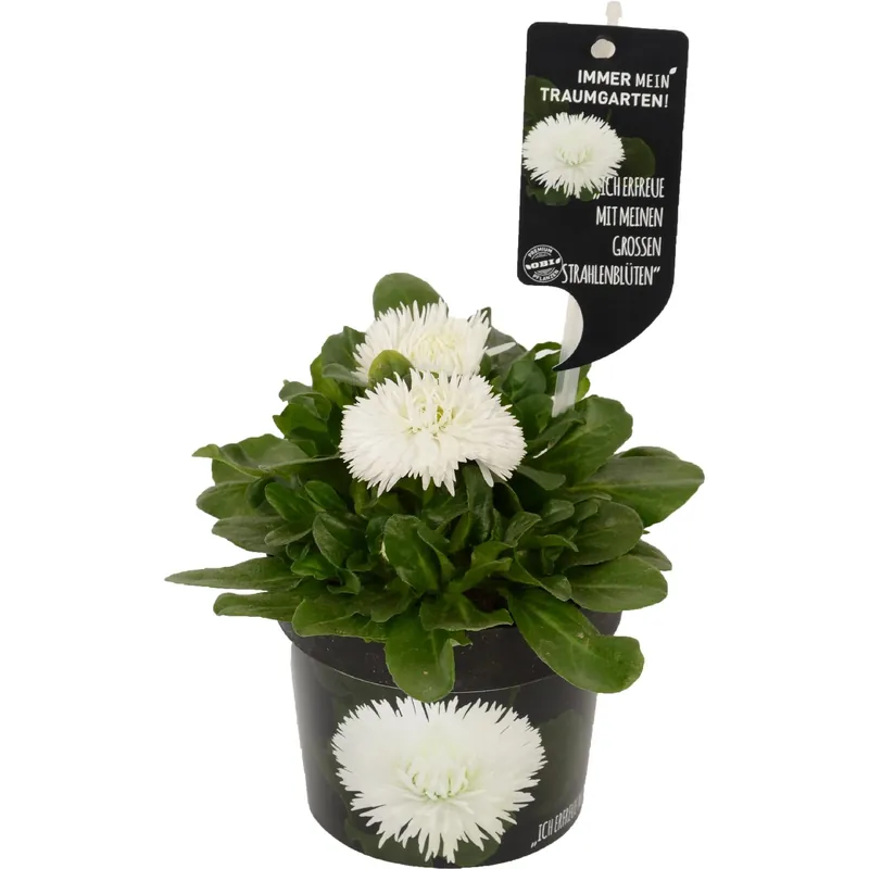 Actieprijs Bellis perennis bianco vaso Ø 12 H 15-20 cm
