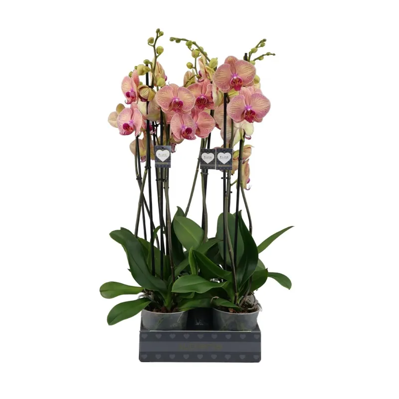Phalaenopsis Jupiter vaso Ø12cm Nu Kopen